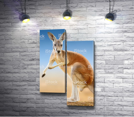 Австралийский кенгуру