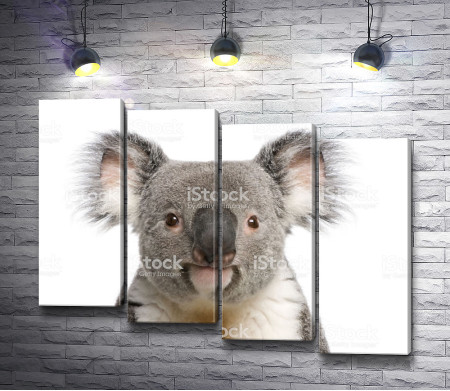 Забавная коала