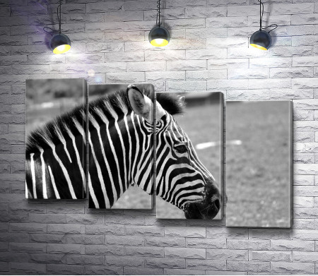 Профиль зебры в черно-белой гамме