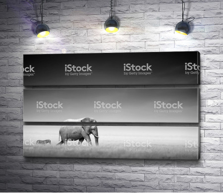 Слон и зебра в Африке, черно-белое фото