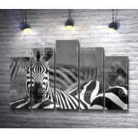 Черно-белое фото зебр