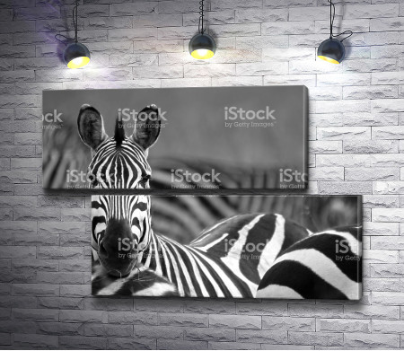 Черно-белое фото зебр