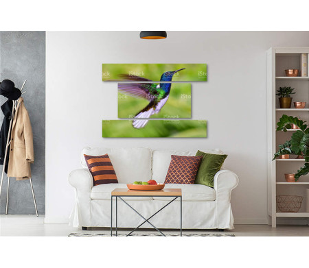 Колибри-якобины с красивыми крыльями