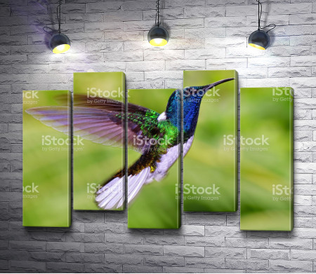Колибри-якобины с красивыми крыльями