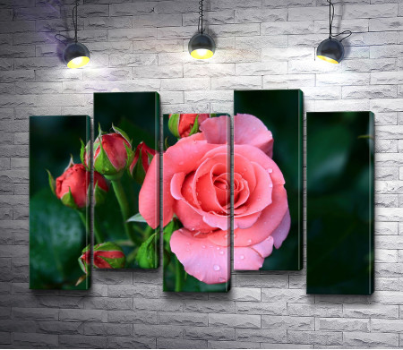 Бутон розовой розы 