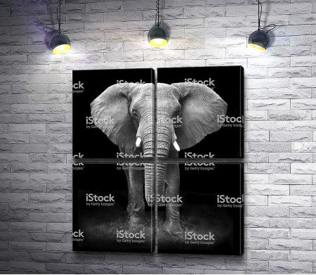 Грустный слон в черно-белой гамме 