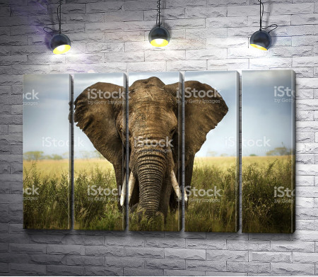 Слон в Сафари 