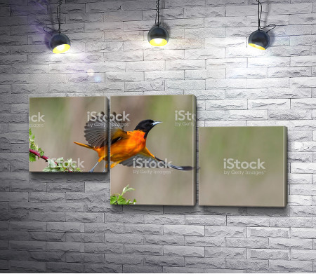 Оранжевая птица Цветной трупиал