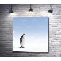 Одинокий пингвин на снежном просторе 