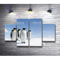 Пингвины на снегу 