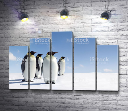 Пингвины на снегу 