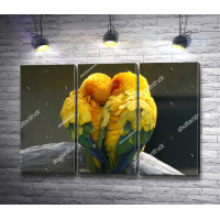 Любовь между попугаями 