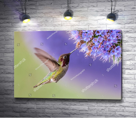 Маленькая колибри и цветок 