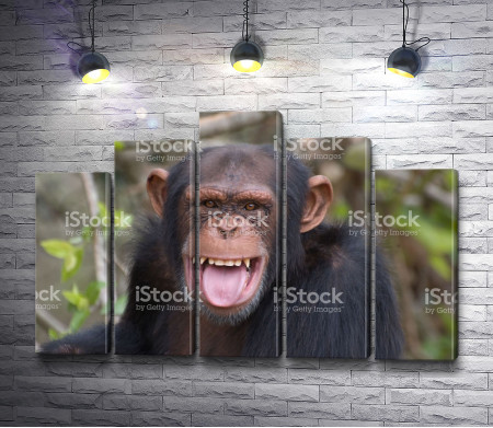Веселая обезьяна 
