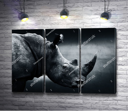 Черно-белое фото носорога 