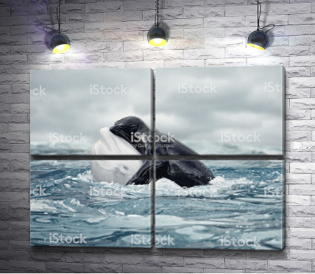 Морской котика и кит Белуха 