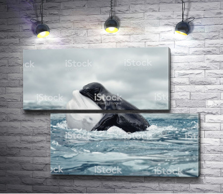 Морской котика и кит Белуха 
