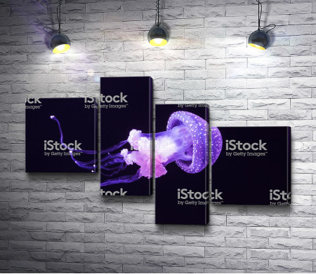 Фиолетовая медуза
