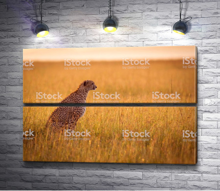 Леопард в поле 