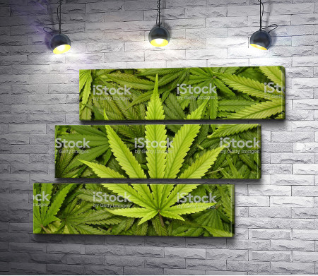 Листья марихуаны 