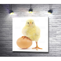 Цыпленок и яйцо 