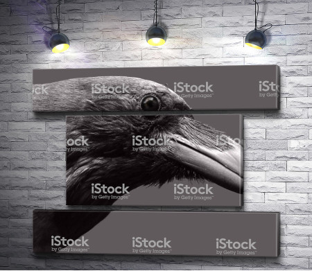 Голова черного ворона 