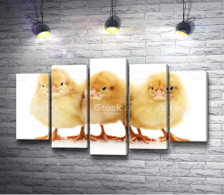 Три цыпленка 