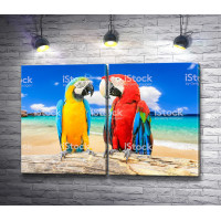 Два попугая ара на пляже 