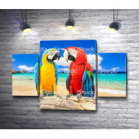 Два попугая ара на пляже 
