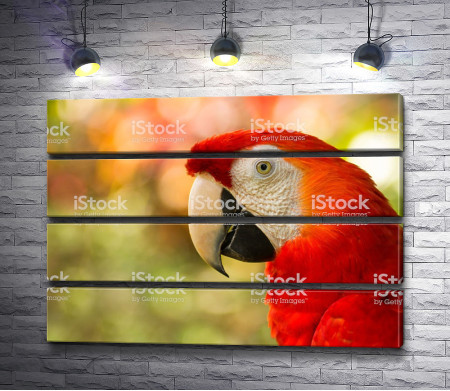 Красный попугай ара