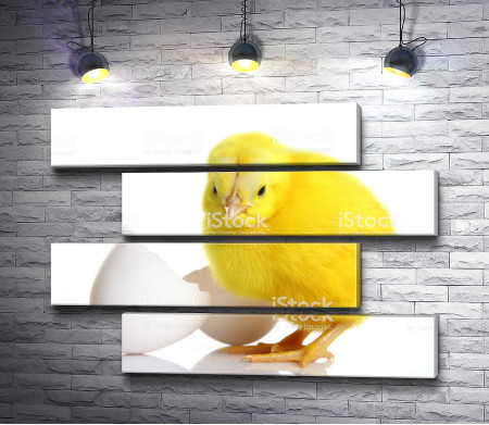 Желтый цыпленок 