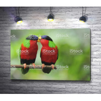 Красные тропические птички 