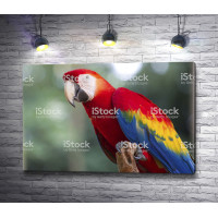 Разноцветный попугай ара 