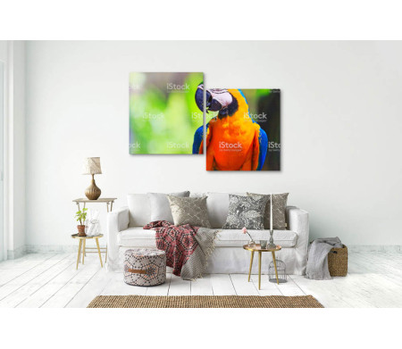 Попугай ара с оранжевой шеей 