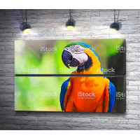 Попугай ара с оранжевой шеей 