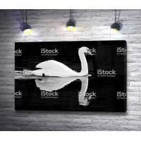 Лебедь в черно-белой гамме