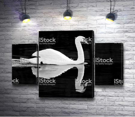 Лебедь в черно-белой гамме