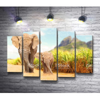 Слоны, гуляющие по Сафари