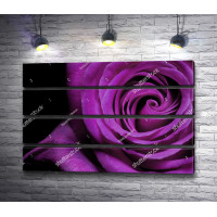 Пурпурная роза, макросъемка
