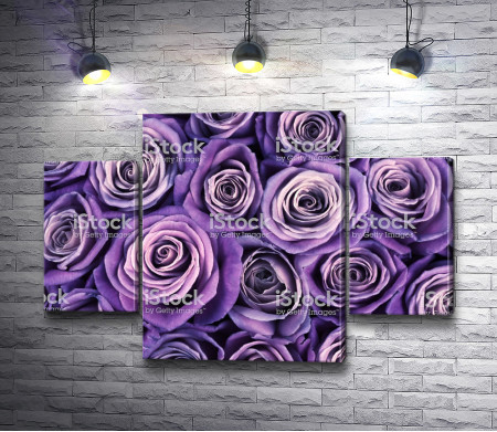 Много фиолетовых роз