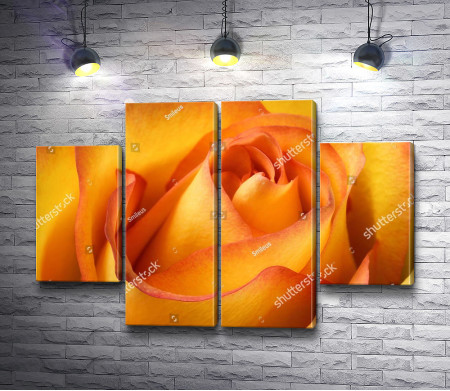 Лоно оранжевой розы