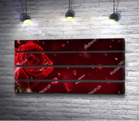 Романтическая роза красного цвета 