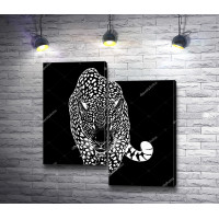 Черно-белый пятнистый леопард