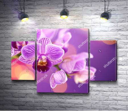 Бутоны орхидеи