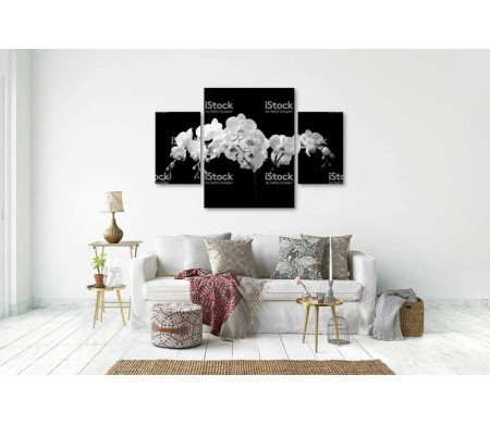 Черно-белые цветы орхидеи