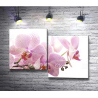 Нежно-лиловая веточка орхидеи