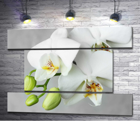 Белоснежный бутон орхидеи