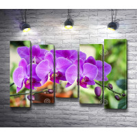 Фиолетовый цвет орхидеи