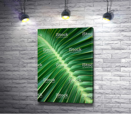 Яркий пальмовый лист