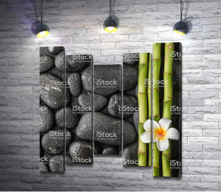 Сочный бамбук на фоне камней 